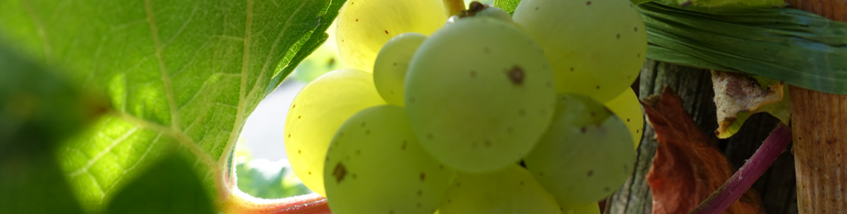Weißwein darf ausschließlich aus...