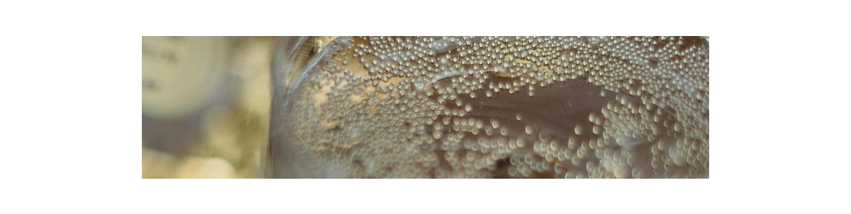 Wenn es im Glas prickelt, ist das immer schon...