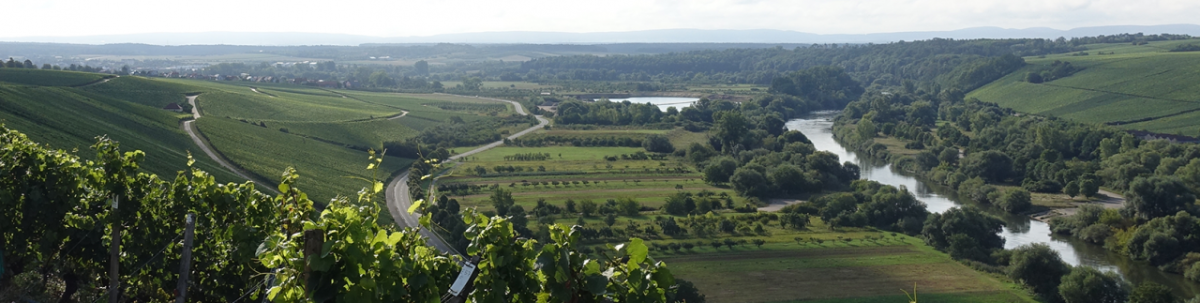 Das Weingebiet Franken umfasst insgesamt 6.200...