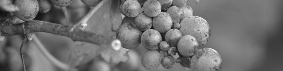 Welschriesling