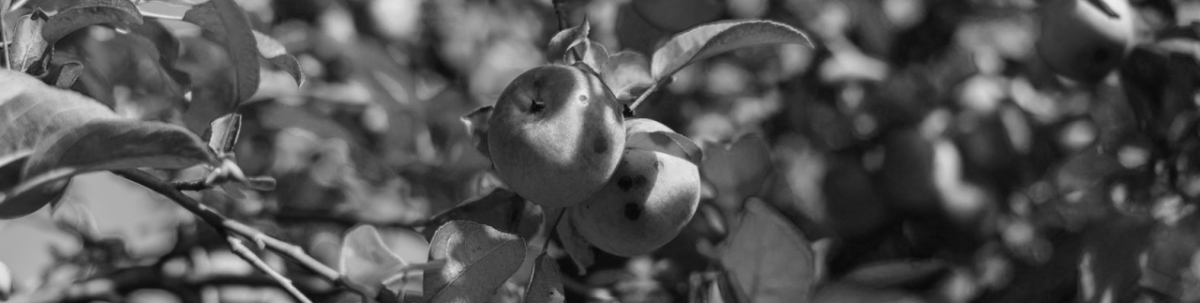 Bretonischer Cidre - fruchtiger Genuss aus der...