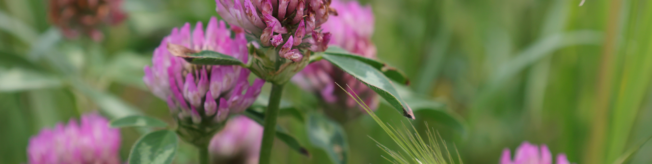 Der Sommer wird Rosé