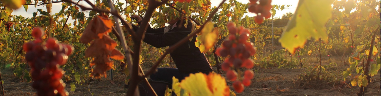 Villa Noria – Levin