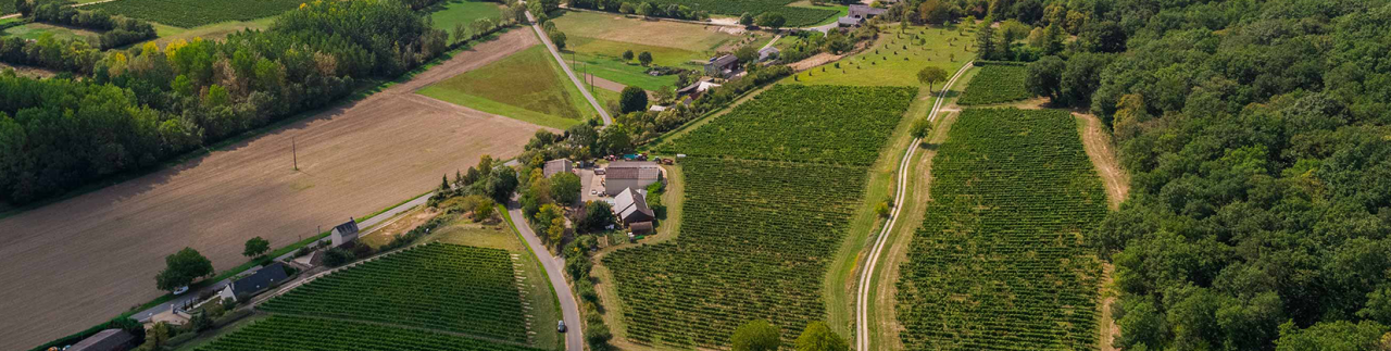 Chinon Lambert