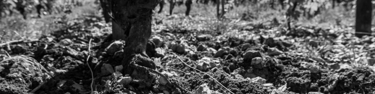 Domaine Fouassier