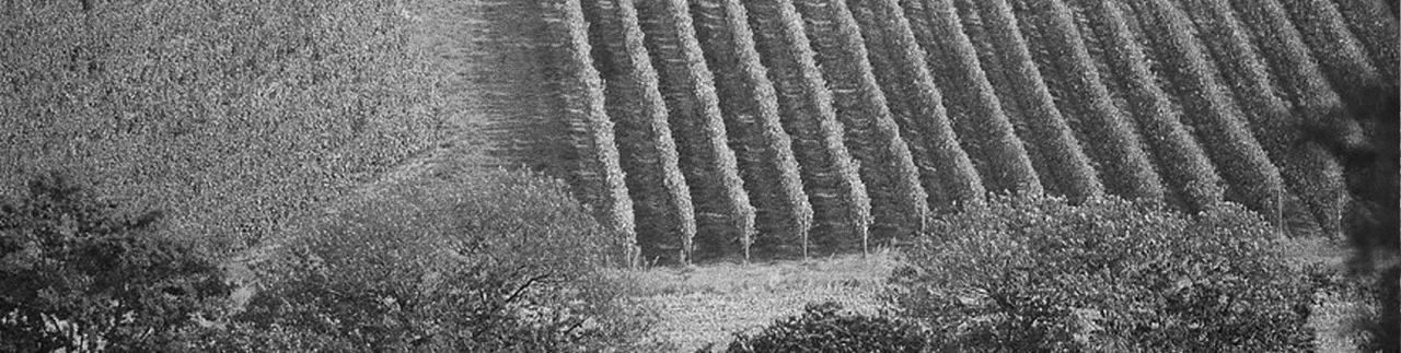 Moncaut